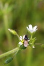 Tachinid Fly  807126 Royalty Free Stock Photo