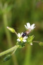 Tachinid Fly  807128 Royalty Free Stock Photo