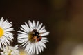 The tachinid fly Phasia hemiptera on a flower. Royalty Free Stock Photo