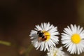 The tachinid fly Phasia hemiptera on a flower. Royalty Free Stock Photo