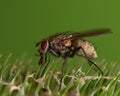 Tachinid Fly, Siphona geniculata