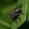 Tachinid Fly, Siphona geniculata