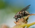 Tachinid Fly, Siphona geniculata