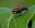 Tachinid Fly, Siphona geniculata