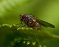 Tachinid Fly, Siphona geniculata