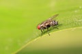 Tachinidae on plant Royalty Free Stock Photo