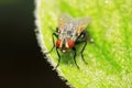 Tachinidae on plant Royalty Free Stock Photo