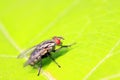 Tachinidae on plant Royalty Free Stock Photo