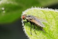 Tachinidae on plant Royalty Free Stock Photo