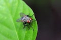 Tachinidae on plant Royalty Free Stock Photo