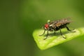 Tachinidae on plant Royalty Free Stock Photo
