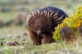 Tachyglossus aculeatus - Short-beaked Echidna in the Australia