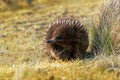 Tachyglossus aculeatus - Short-beaked Echidna in the Australia