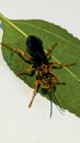 Tachypompilus ferrugineus. Rusty spider wasp. spider hunter. Wasps on leaves. A species of spider wasp from America.