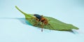 Tachypompilus ferrugineus. Rusty spider wasp. spider hunter. Wasps on leaves. A species of spider wasp from America.