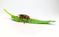 Tachypompilus ferrugineus. Rusty spider wasp. spider hunter. Wasps on leaves. A species of spider wasp from America.