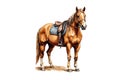 Tack Up Standing Chestnut Horse in Colored Sketch Style on White Background. Equine Illustration for Equestrian Concepts