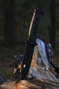 Tactical tourist knife stuck into tree stump against background sunset in forest. Royalty Free Stock Photo