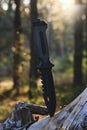 Tactical tourist knife stuck into tree stump against background sunset in forest. Royalty Free Stock Photo