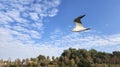 A black headed gull in flight Royalty Free Stock Photo