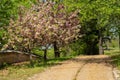 Taditional korean village,historical and authentical living Royalty Free Stock Photo