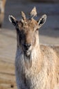 Tadjik Markhor (Capra falconeri) Royalty Free Stock Photo