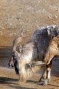 Tadjik Markhor (Capra falconeri) Royalty Free Stock Photo