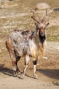 Tadjik Markhor (Capra falconeri) Royalty Free Stock Photo