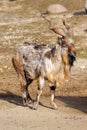 Tadjik Markhor (Capra falconeri) Royalty Free Stock Photo