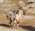 Tadjik Markhor (Capra falconeri)