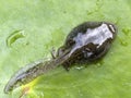 Tadpole