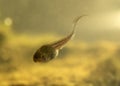 Tadpole 1 Royalty Free Stock Photo