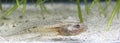 Tadpole of edible frog Rana esculenta, swimming in the pond Royalty Free Stock Photo