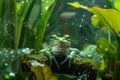 tadpole frog rainforest Royalty Free Stock Photo