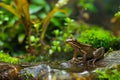 tadpole frog rainforest Royalty Free Stock Photo