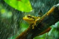 tadpole frog rainforest Royalty Free Stock Photo