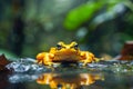 tadpole frog rainforest Royalty Free Stock Photo
