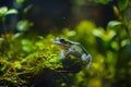 tadpole frog rainforest Royalty Free Stock Photo