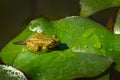 Tadpole of Frog Rana ridibunda pelophylax ridibundus sits in pond on green leaf of water lily. Close-up of small frog