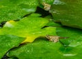 Tadpole of Frog Rana ridibunda pelophylax ridibundus sits in pond on green leaf of water lily Royalty Free Stock Photo