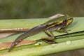 Tadpole of the Green and Golden Bell Frog Royalty Free Stock Photo