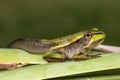 Tadpole of the Green and Golden Bell Frog Royalty Free Stock Photo