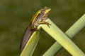 Tadpole of the Green and Golden Bell Frog Royalty Free Stock Photo