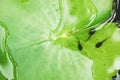 The tadpole on the lotus flower in the pond before the fight to Royalty Free Stock Photo