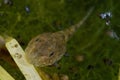 Tadpole of midwife toad in Tielmes, Madrid, Spain Royalty Free Stock Photo