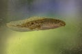 Tadpole of Phelophylax frog with colorful background