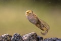 Tadpole of Phelophylax frog mouth visible Royalty Free Stock Photo