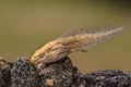 Tadpole of Phelophylax frog