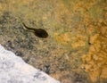 Tadpole in a Pond Royalty Free Stock Photo