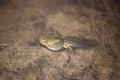 The tadpole of the pond frog Pelophylax lessonae. Royalty Free Stock Photo